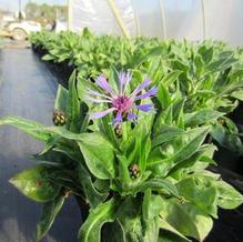 Centaurea montana