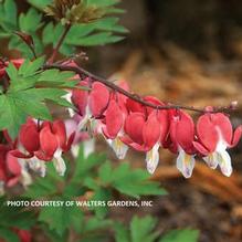 Dicentra spectabilis 'Valentine'