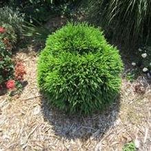 Cryptomeria japonica 'Globosa Nana' Cryptomeria japonica 'Globosa Nana'