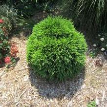 Cryptomeria japonica 'Globosa Nana'