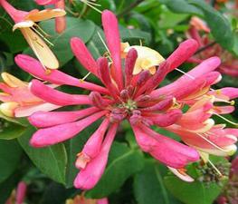 Lonicera 'Goldflame' - Honeysuckle from The Ivy Farm