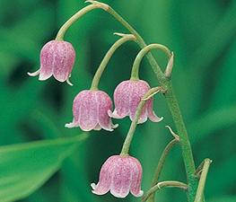 Convallaria majalis 'Rosea' - Lily of the Valley from The Ivy Farm