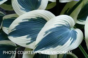 Hosta 'Blue Ivory' - Plantain Lily PP 19623 from The Ivy Farm
