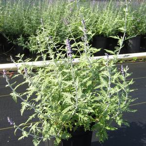 Perovskia atriplicifolia - Russian Sage PP 20845 from The Ivy Farm