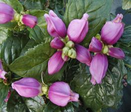 Chelone 'Hot Lips' - Turtlehead from The Ivy Farm