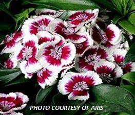 Dianthus 'Red Picotee' - from The Ivy Farm