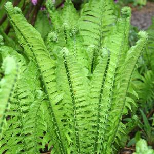 Matteuccia struthiopteris 'The King' - Ostrich Fern from The Ivy Farm
