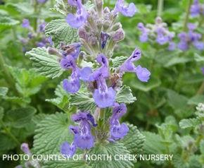 Nepeta 'Early Bird' - Catmint from The Ivy Farm