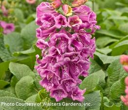 Digitalis 'Candy Mountain Mix' - Foxglove from The Ivy Farm