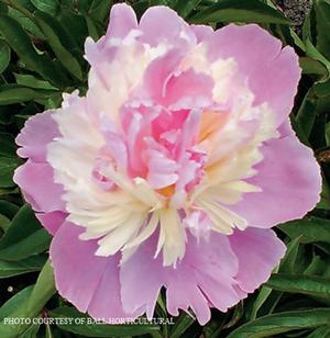 Paeonia 'Mme Emile Debatene' - Garden Peony from The Ivy Farm