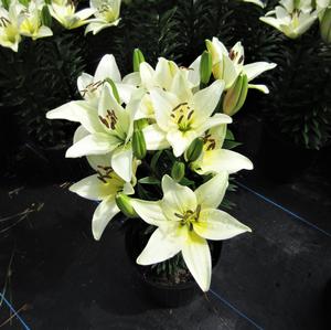 Lilium Lily Looks™ 'Tiny Crystal' - Lily PPAF from The Ivy Farm