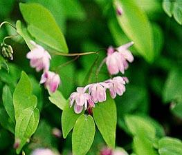 Epimedium 'Roseum' - Barrenwort from The Ivy Farm