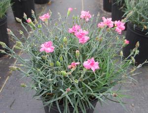 Dianthus 'Starburst' - Pinks Star™ PP 21162 from The Ivy Farm