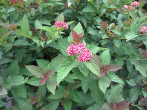 Spiraea Double Play® Doozie® - Sterile Japanese Spiraea PP 30953 from The Ivy Farm
