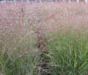 Panicum 'Purple Tears' - Switch Grass PP 28518 from The Ivy Farm