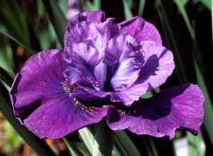 Iris s. 'Spindazzle' - Siberian Iris from The Ivy Farm
