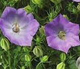 Campanula Pristar™ Deep Blue - Bell Flower from The Ivy Farm