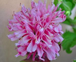 Monarda Marje® Pink - Bee Balm from The Ivy Farm