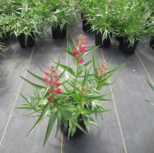 Penstemon Rock Candy? Ruby - Beard Tongue PP 27820 from The Ivy Farm