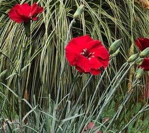 Dianthus American Pie™ 'Cherry Pie' - Pinks PP 32445 from The Ivy Farm