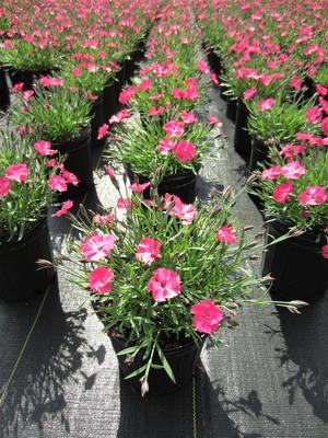 Dianthus Vivid™ 'Bright Light' - Pinks PP 28239 from The Ivy Farm