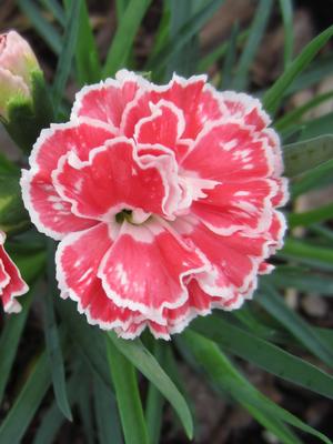 Dianthus Constant® Beauty 'Crush Orange' - Pinks from The Ivy Farm
