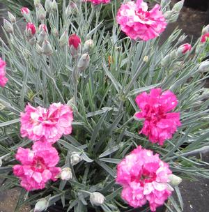 Dianthus Pretty Poppers™ 'Cute as a Button' - Pinks PP 31453 from The Ivy Farm