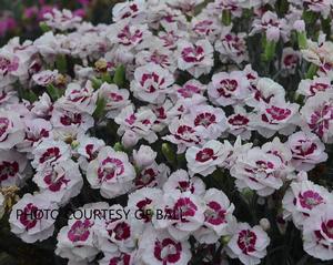 Dianthus 'Kiss and Tell' - Pinks Pretty Poppers™ Series PPAF from The Ivy Farm