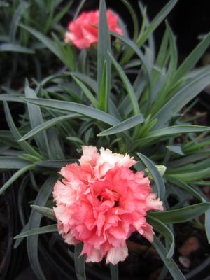 Dianthus Odessa? 'Orange Bling Bling' - Pinks from The Ivy Farm