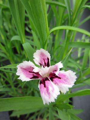 Dianthus 'Velvet N Lace' - Pinks from The Ivy Farm
