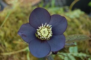Helleborus 'Black Diamond' - Lenten Rose Winter Jewels? from The Ivy Farm