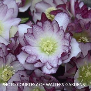 Helleborus 'Blushing Bridesmaids' - Lenten Rose Wedding Party? Series from The Ivy Farm
