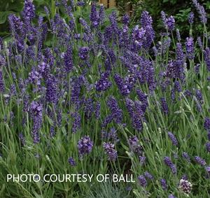 Lavandula 'Ellagance Purple' - Lavender from The Ivy Farm