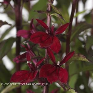 Lobelia 'Starship Burgundy' - Cardinal Flower from The Ivy Farm