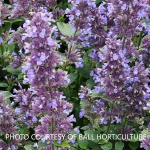 Nepeta Whisper™ Blue - Catmint PPAF from The Ivy Farm