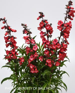 Penstemon 'Cherry Sparks' - Beard Tongue PP 28869 from The Ivy Farm