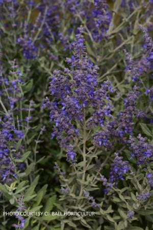 Perovskia 'Blue Steel' - Russian Sage from The Ivy Farm