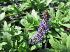 Salvia Bourdeau™ Deep Blue - Meadow Sage from The Ivy Farm