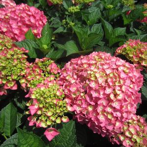 Hydrangea Endless Summer® Summer Crush® - PP 30359 from The Ivy Farm
