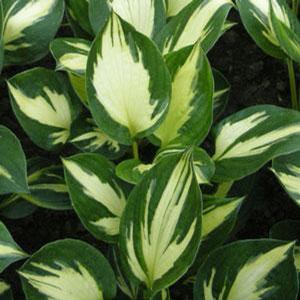 Hosta 'Morning Star' - Plantain Lily from The Ivy Farm