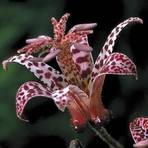 Tricyrtis 'Dark Beauty' - Toad Lily from The Ivy Farm