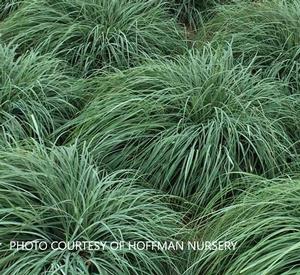 Carex 'Flacca' - from The Ivy Farm