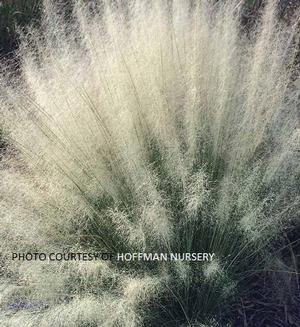 Muhlenbergia 'White Cloud' - Muhly Hair Grass from The Ivy Farm