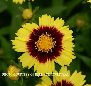 Coreopsis Uptick™ 'Yellow & Red' - Tickseed PP 28865 from The Ivy Farm