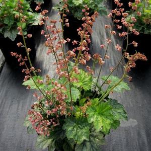Heuchera 'Berry Timeless' - Coral PP 26357 from The Ivy Farm