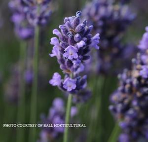 Lavandula 'Superblue' - Hardy Lavender PP 24929 from The Ivy Farm