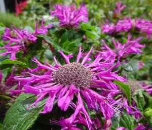 Monarda 'Purple Rose' - Bee Balm PPAF from The Ivy Farm