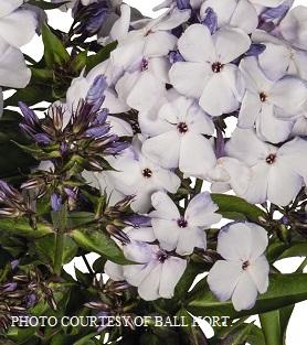 Phlox paniculata Blue Flame™ - Dwarf Garden Phlox PPAF from The Ivy Farm