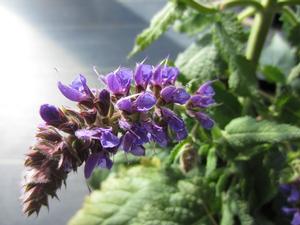 Salvia 'Blue By You' - Meadow Sage PPAF from The Ivy Farm