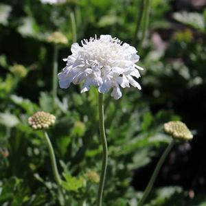 Scabiosa 'Pure White' - Pincushion Flower PPAF from The Ivy Farm